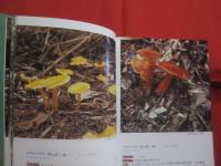 北海道のキノコ  　　    ＦＵＮＧＩ  　 ＯＦ   　ＨＯＫＫＡＩＤＯ   　　   五十嵐  恒夫　  著　　      ひと目でわかる その特徴と見分け方   　　　　   【自然・菌類】