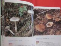 北海道のキノコ  　　    ＦＵＮＧＩ  　 ＯＦ   　ＨＯＫＫＡＩＤＯ   　　   五十嵐  恒夫　  著　　      ひと目でわかる その特徴と見分け方   　　　　   【自然・菌類】