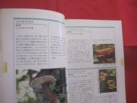 熊本のきのこ    　　監修 　本郷次雄    　　編著 　熊本きのこ会    　　発行　 熊本日日新聞社    　　　　 【自然・菌類】