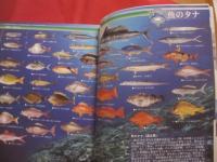 美ら海フィッシング   　　 おきなわの沖釣り   　　 総力特集    　　沖釣りの最強攻略法 　　　　　　           【沖縄・琉球・趣味・アウトドア・海洋レジャー】
