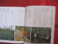 改訂 　 沖縄の薬草 　　 でいごシリーズ　 ４ 　　   吉川 敏男　 著　　    月刊沖縄社 　発行     　　　　 【沖縄・琉球・文化・自然・植物・民間療法】
