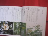 改訂 　 沖縄の薬草 　　 でいごシリーズ　 ４ 　　   吉川 敏男　 著　　    月刊沖縄社 　発行     　　　　 【沖縄・琉球・文化・自然・植物・民間療法】