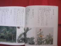 改訂 　 沖縄の薬草 　　 でいごシリーズ　 ４ 　　   吉川 敏男　 著　　    月刊沖縄社 　発行     　　　　 【沖縄・琉球・文化・自然・植物・民間療法】