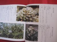 改訂 　 沖縄の薬草 　　 でいごシリーズ　 ４ 　　   吉川 敏男　 著　　    月刊沖縄社 　発行     　　　　 【沖縄・琉球・文化・自然・植物・民間療法】