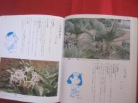 改訂 　 沖縄の薬草 　　 でいごシリーズ　 ４ 　　   吉川 敏男　 著　　    月刊沖縄社 　発行     　　　　 【沖縄・琉球・文化・自然・植物・民間療法】