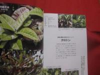 魅惑の沖縄ガーデニング   　　南国の花木カタログ　 ※　 庭づくり実例集　　　  色鮮やかな植物に囲まれて心豊かに暮らす　　　　　   【沖縄・琉球・庭園】