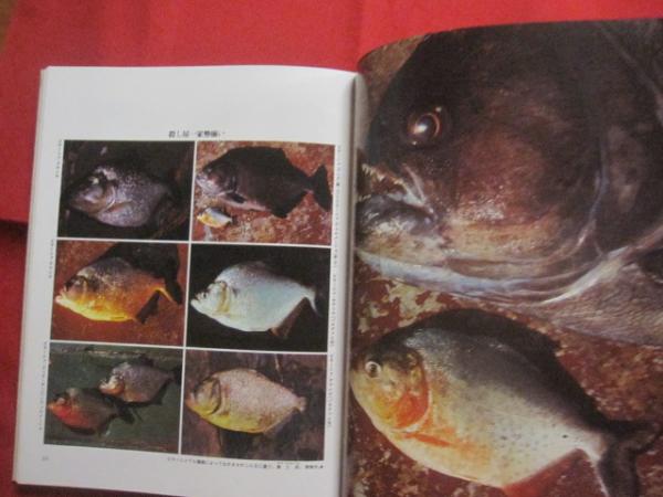 オーパ！ OPA！ 開高 健 著 高橋 昇 写真 集英社 発行 開高 健