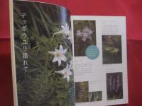 おきなわ野山の花さんぽ　　    写真 ・ 文 　 安里 肇栄  　　  ボーダーインク　  発行    　　見て楽しむ、野山の花の本　　　　       【沖縄・琉球・自然・植物】