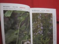 沖縄本島の絶滅のおそれのある草木　　    仲村 昇  　著者  　発行人 　　   私家版 　　　　     【沖縄・琉球・自然・生物・植物】