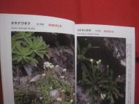沖縄本島の絶滅のおそれのある草木　　    仲村 昇  　著者  　発行人 　　   私家版 　　　　     【沖縄・琉球・自然・生物・植物】