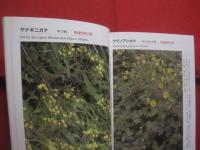沖縄本島の絶滅のおそれのある草木　　    仲村 昇  　著者  　発行人 　　   私家版 　　　　     【沖縄・琉球・自然・生物・植物】