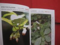 沖縄本島の絶滅のおそれのある草木　　    仲村 昇  　著者  　発行人 　　   私家版 　　　　     【沖縄・琉球・自然・生物・植物】