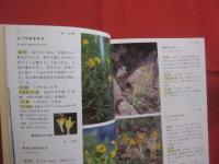 野外見分け図鑑    　　北海道の高山植物 　　   梅澤 俊 　 著  　　  北海道新聞社  　発行     　　　　  【自然・生物・植物・図鑑】