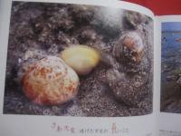 写真絵本　　  こんにちは 　　 泡瀬干潟  　　  写真と文 　 小橋川 共男  　　  サイン本   　　　　       【沖縄・琉球・自然・風景・写真集】