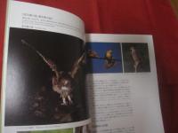 日本の鳥の世界　　  Ｎａｔｕｒａｌ 　 　Ｈｉｓｔｏｒｙ 　　 ｏｆ　　  Ｊａｐａｎｅｓｅ 　 　Ｂｉｒｄｓ 　　  樋口広芳 　著      　　　　 【自然・生物・動物・知識・写真本】