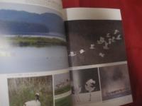 日本の鳥の世界　　  Ｎａｔｕｒａｌ 　 　Ｈｉｓｔｏｒｙ 　　 ｏｆ　　  Ｊａｐａｎｅｓｅ 　 　Ｂｉｒｄｓ 　　  樋口広芳 　著      　　　　 【自然・生物・動物・知識・写真本】