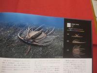 リアルサイズ古生物図鑑  　　  古生代編   　　 ＲＥＡＬ  ＳＩＺＥ  古生物のサイズが実感できる！ 　　   群馬県立自然史博物館 　 監修    　　土屋 健　  著  　　  技術評論社　  発行    　　　　  【自然・動物・知識】