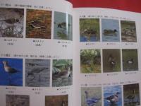 沖縄の野鳥観察    　　シリーズ沖縄の自然　 １３  　　  与那城 義春  　著    　　新星図書出版　  発行 　　　　    【沖縄・琉球・生物・動物・鳥類】