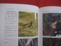 沖縄の野鳥観察    　　シリーズ沖縄の自然　 １３  　　  与那城 義春  　著    　　新星図書出版　  発行 　　　　    【沖縄・琉球・生物・動物・鳥類】