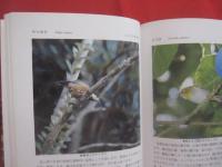 沖縄の野鳥観察    　　シリーズ沖縄の自然　 １３  　　  与那城 義春  　著    　　新星図書出版　  発行 　　　　    【沖縄・琉球・生物・動物・鳥類】