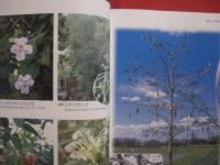 熱帯の植物を訪ねて　　    フィリピンへの旅の記録　　    ＴＲＯＰＩＣＡＬ 　　 ＰＬＡＮＴＳ 　　 ＩＮ  　　ＴＨＥ  　　ＰＨＩＬＩＰＰＩＮＥＳ 　　 Ｍｅｍｏｒｉｅｓ  　　ｏｆ  　　ａ  　　ｆｒｉｅｎｄｓｈｉｐ    　　土屋　 幹夫  　　土屋たづ子　 著   　　　　    【自然・生物・熱帯植物・図鑑】
