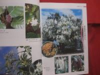 熱帯の植物を訪ねて　　    フィリピンへの旅の記録　　    ＴＲＯＰＩＣＡＬ 　　 ＰＬＡＮＴＳ 　　 ＩＮ  　　ＴＨＥ  　　ＰＨＩＬＩＰＰＩＮＥＳ 　　 Ｍｅｍｏｒｉｅｓ  　　ｏｆ  　　ａ  　　ｆｒｉｅｎｄｓｈｉｐ    　　土屋　 幹夫  　　土屋たづ子　 著   　　　　    【自然・生物・熱帯植物・図鑑】