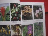 熱帯の植物を訪ねて　　    フィリピンへの旅の記録　　    ＴＲＯＰＩＣＡＬ 　　 ＰＬＡＮＴＳ 　　 ＩＮ  　　ＴＨＥ  　　ＰＨＩＬＩＰＰＩＮＥＳ 　　 Ｍｅｍｏｒｉｅｓ  　　ｏｆ  　　ａ  　　ｆｒｉｅｎｄｓｈｉｐ    　　土屋　 幹夫  　　土屋たづ子　 著   　　　　    【自然・生物・熱帯植物・図鑑】