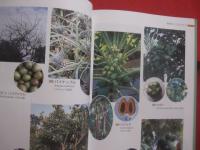 熱帯の植物を訪ねて　　    フィリピンへの旅の記録　　    ＴＲＯＰＩＣＡＬ 　　 ＰＬＡＮＴＳ 　　 ＩＮ  　　ＴＨＥ  　　ＰＨＩＬＩＰＰＩＮＥＳ 　　 Ｍｅｍｏｒｉｅｓ  　　ｏｆ  　　ａ  　　ｆｒｉｅｎｄｓｈｉｐ    　　土屋　 幹夫  　　土屋たづ子　 著   　　　　    【自然・生物・熱帯植物・図鑑】