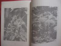 熱帯有用植物誌      　　覆刻版 （ 復刻版 ）     　　１９７７年（ 昭和五十二年 ）十月 　  発行      　　林學博士  金平亮三   　著      　　でいご出版社　   発行       　　　　    【生物・草花・樹木】