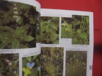 フィールド版 　　 日本の野生植物　　  草本　　  　　ＷＩＬＤ　 　 ＦＬＯＷＥＲＳ 　　 ＯＦ 　　 ＪＡＰＡＮ 　　 定価　 ７，８００円＋税　　   平凡社 　発行　　　　      【生物・図鑑・知識】