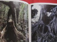 奄美   　　 ＡＭＡＭＩ   　　 太古のささやき   　　 濱田康作 　 著  　　  生きものたちの小宇宙     　　　　   【写真集・自然・風景・生物・植物・動物】