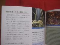 港川人と旧石器時代の沖縄   　　　 沖縄県史ビジュアル版 　　 ２    　　　考古　　  １ 　　　    沖縄県教育委員会 　　 発行    　　　     【沖縄・琉球・歴史・文化】