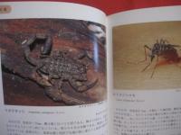 沖縄の危険生物 　　 野外活動を安全にすごすためのガイドブック    　　諸喜田 茂充　  編著　　　　沖縄出版　　発行　　　　　　      【沖縄・琉球・自然・生物・動物・有毒】