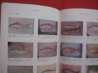 原色 　 沖縄の魚　　    琉球政府農林技官 　具志堅宗弘　 著    　　Ｆｉｓｈｅｓ　  Ｏｆ 　 Ｔｈｅ 　 Ｏｋｉｎａｗａ 　 Ｉｓｌａｎｄｓ     　　　　 【沖縄・琉球・自然・生物・魚類】