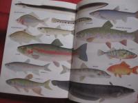 川の魚　　      末広恭雄　  著      　　ベースボール・マガジン社  　発行　　            【自然・生物・魚類・川魚・淡水魚】