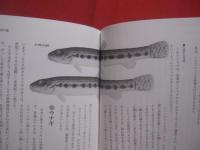 川の魚　　      末広恭雄　  著      　　ベースボール・マガジン社  　発行　　            【自然・生物・魚類・川魚・淡水魚】