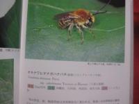 沖縄昆虫野外観察図鑑   　　第７巻 　　  増補  　　 半翅目（カメムシ目・セミ目）   　　双翅目（ハエ目） 　　  膜翅目（ハチ目）　　   トンボ目　直翅目（バッタ目）  　　 その他の昆虫        　　     【沖縄・琉球・自然・生物・昆虫】