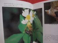 沖縄昆虫野外観察図鑑   　　第７巻 　　  増補  　　 半翅目（カメムシ目・セミ目）   　　双翅目（ハエ目） 　　  膜翅目（ハチ目）　　   トンボ目　直翅目（バッタ目）  　　 その他の昆虫        　　     【沖縄・琉球・自然・生物・昆虫】