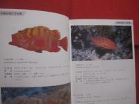 ☆★方言でしらべる 　　  沖縄の魚図鑑    　　２０７種掲載   　　 横井謙典　  著　　    沖縄出版 　 発行  　　　　      【沖縄・琉球・自然・海洋生物・魚類】