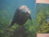 Ｓｍｉｌｅ   　　 井上慎也写真集   　　 スマイル 　　   東方出版 　発行 　　             【沖縄・琉球・自然・生物・癒し・ヒーリング】