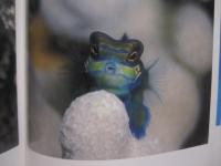 Ｓｍｉｌｅ   　　 井上慎也写真集   　　 スマイル 　　   東方出版 　発行 　　             【沖縄・琉球・自然・生物・癒し・ヒーリング】