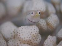 ☆Ｓｍｉｌｅ   　　 井上慎也写真集   　　 スマイル 　　   東方出版 　発行 　　             【沖縄・琉球・自然・生物・癒し・ヒーリング】