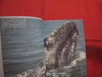 クジラの世界    　　イヴ・コア  　著   　　 宮崎信之 　 監修   　　 高橋 啓  　訳    　　創元社 　 発行  　　　　   【自然・生物・動物・哺乳類・知識】