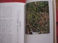 現代思想 　　 ２０１３年５月臨時増刊号 　　 Ｖｏｌ．４１－６　　    総特集　  東松照明　　　　  戦後日本マンダラ  　　　　　　  【沖縄・琉球・歴史・文化・アート写真】