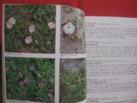琉球弧・野山の花　　  ｆｒｏｍ 　　 ＡＭＡＭＩ  　　太陽の贈り物    　　写真と文　 片野田逸朗  　　　　    【奄美・沖縄・琉球・自然・植物】
