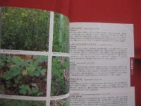 琉球弧・野山の花　　  ｆｒｏｍ 　　 ＡＭＡＭＩ  　　太陽の贈り物    　　写真と文　 片野田逸朗  　　　　    【奄美・沖縄・琉球・自然・植物】