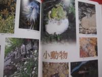 ☆写真集 　  ２０００年の八王子 　  〔 保存版 〕　　    「 ２０００年の八王子 」 写真集刊行会　  編集　  発行 　　　　        【自然・風景・文化】