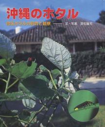 沖縄のホタル　陸生ホタルの飼育と観察