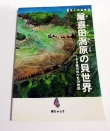 屋嘉田潟原の貝世界