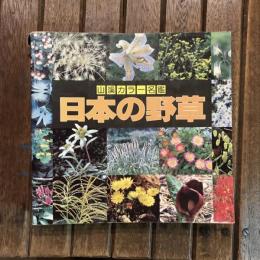 山渓カラー名鑑 日本の野草